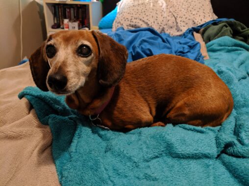 Dark brown mini dachshund laying on a blue blanket with her feet all tucked under her.
