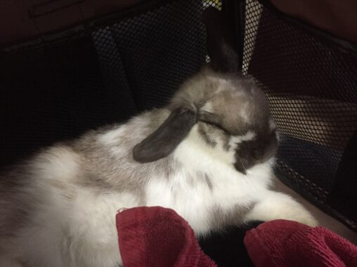 sleeping rabbit in a carrier